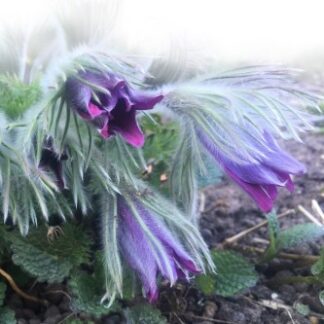 7776-5f0dbe91d711c0-63726699-TP-HP1